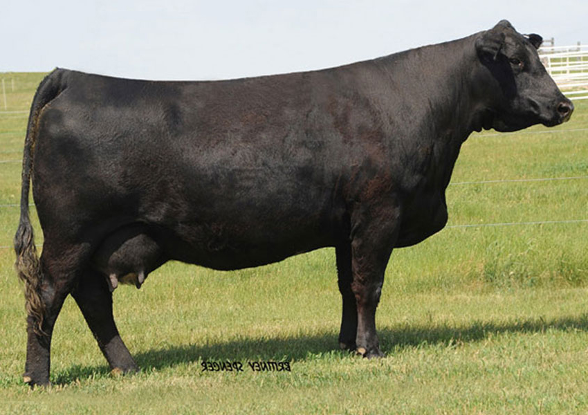 Rust Mountain View Ranch - Simmental Dams